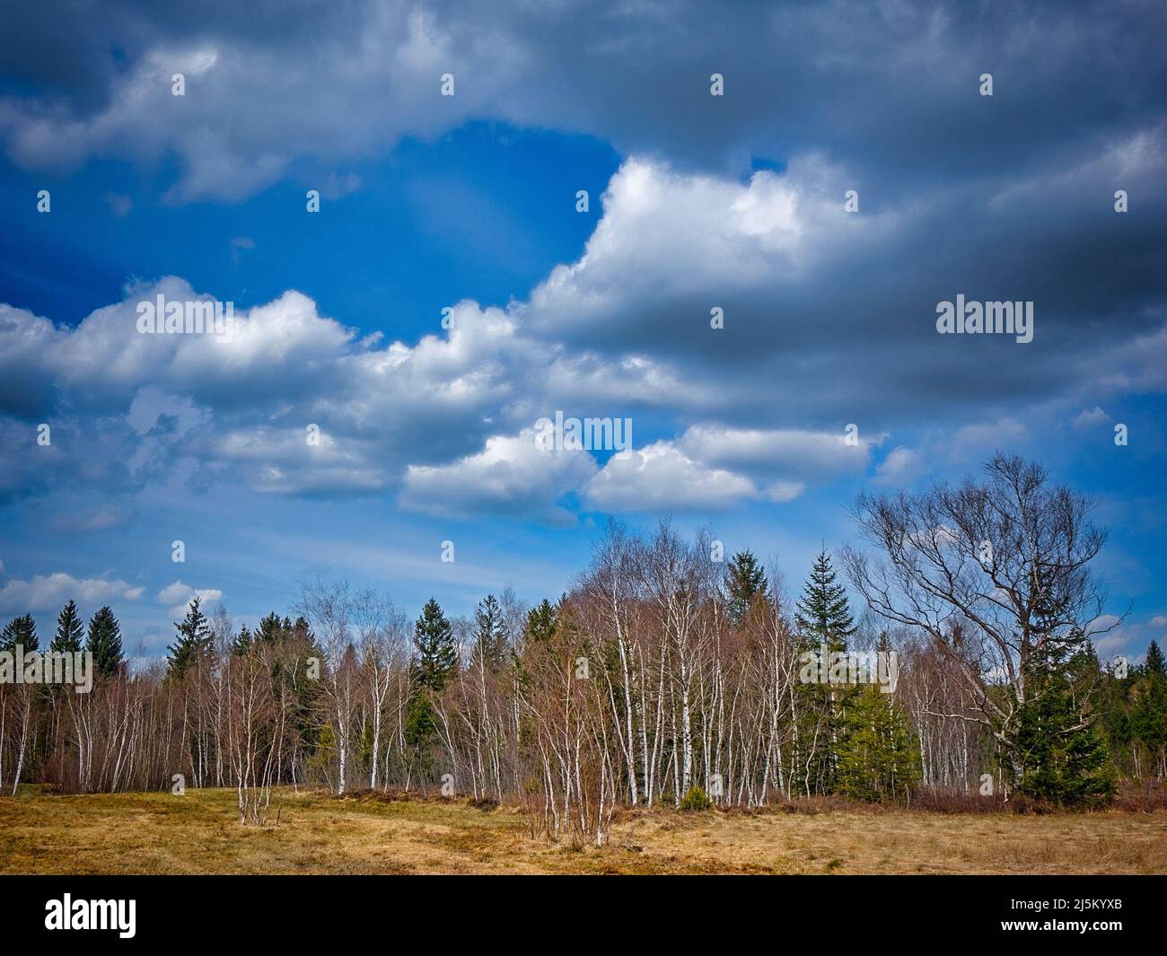 DE - BAVIÈRE: Forêt de bouleau argenté (Betula pendula) dans la Loisach Moor près de Bad Toelz, Oberbayern Banque D'Images