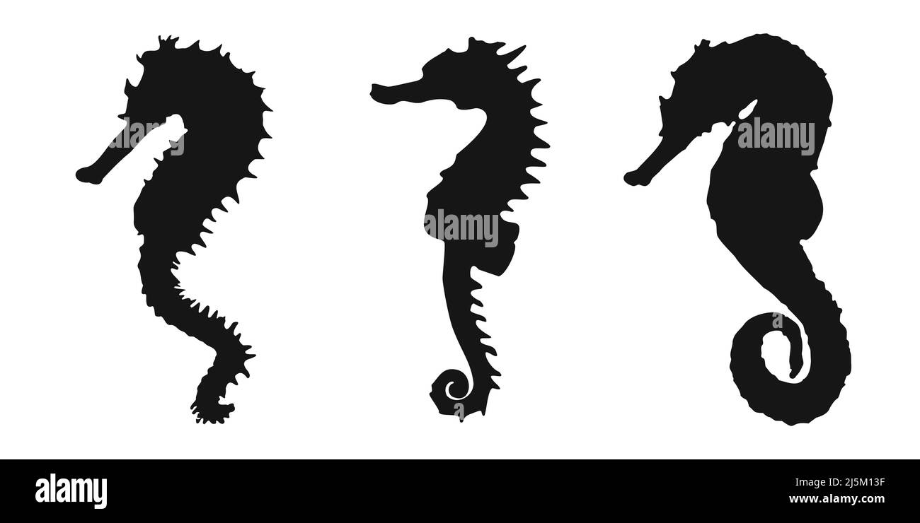 Définir l'icône représentant un cheval de mer noir sur fond blanc. Illustration clipart vectorielle. Illustration de Vecteur