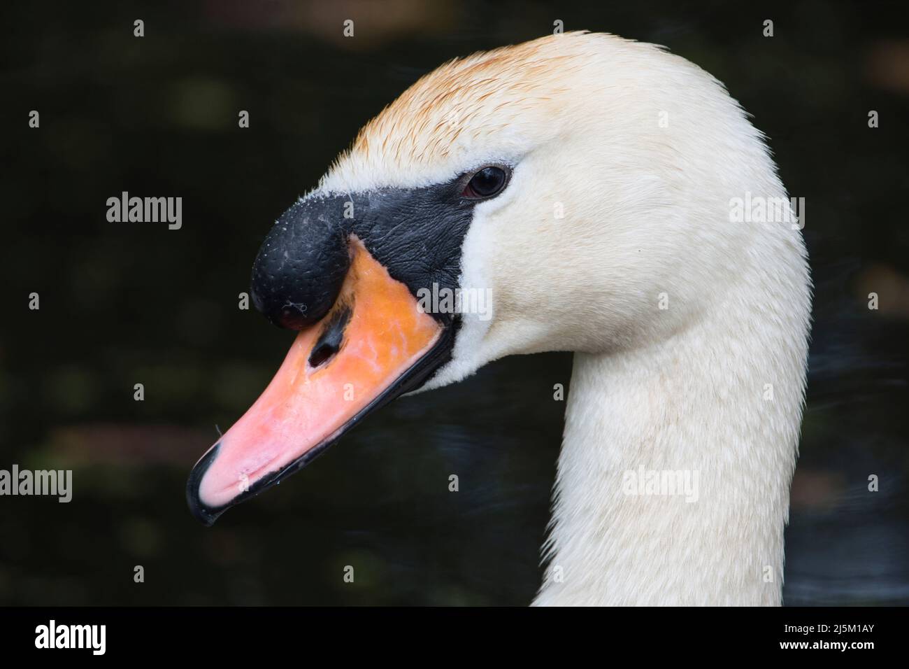 Tête de cygne muet (cygnus olor) Banque D'Images