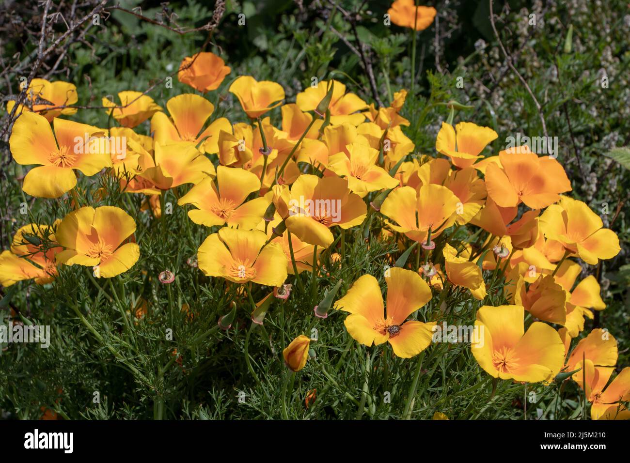 Eschscholzia californica, pavot de Californie, coquelicot doré, soleil de Californie ou une tasse de plantes à fleur d'or avec des fleurs jaune brillant Banque D'Images