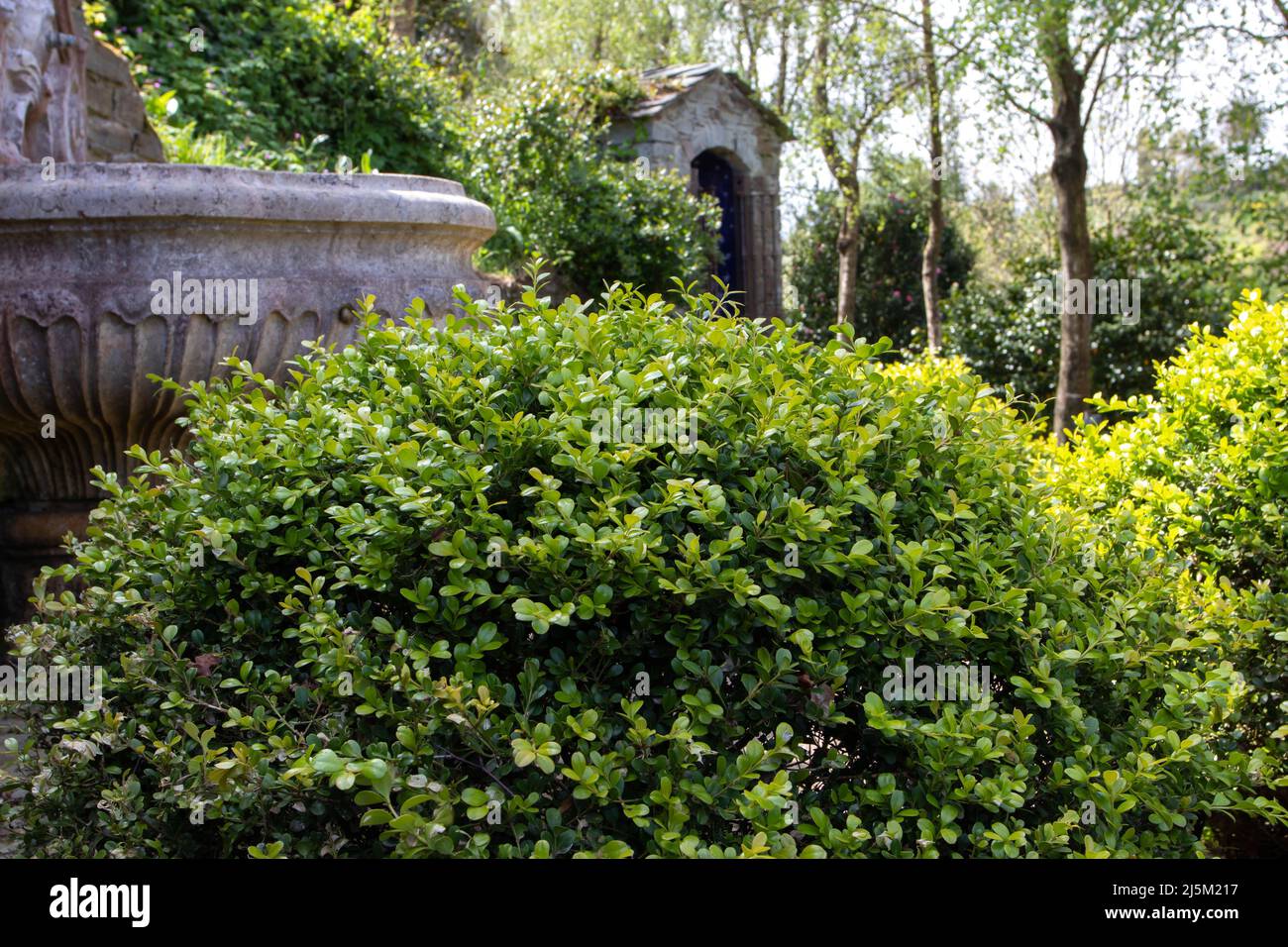 Buxus sempervirens, boîte commune, boîte européenne ou buisson vert clair globe plante élagué dans le jardin Banque D'Images