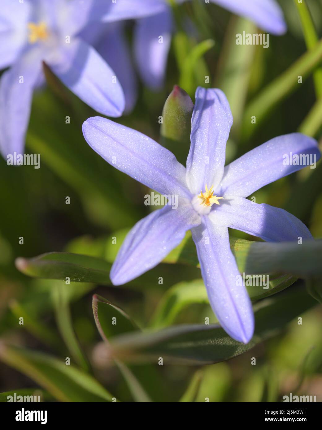 Vue rapprochée des fleurs Chionodoxa, connue sous le nom de gloire de la neige, cultivar 'géant bleu', dans un jardin au printemps ensoleillé Banque D'Images
