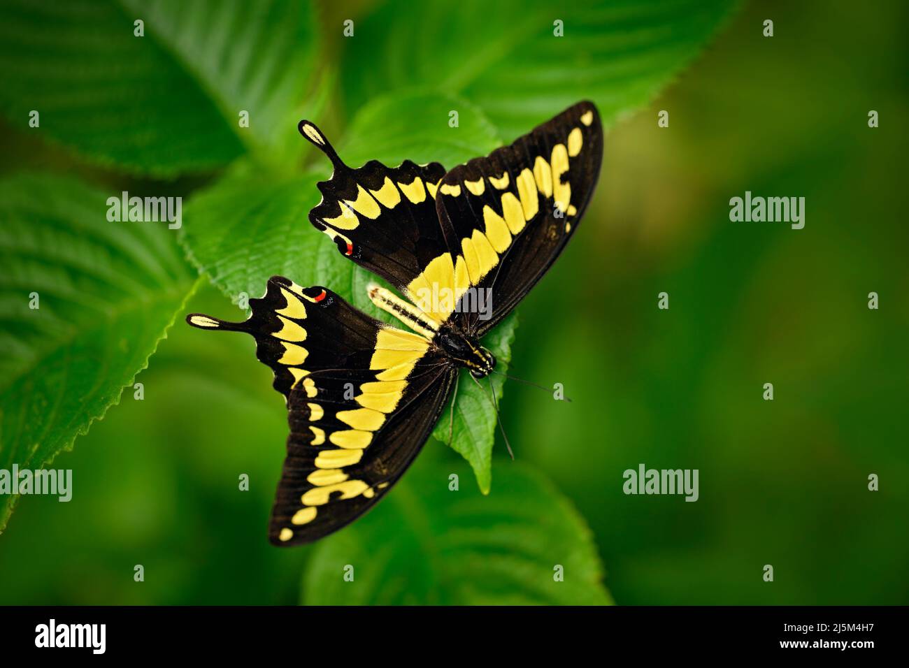 Queue d'aronde géante, Papilio thoas nealces, beau papillon du Mexique. Papillon assis sur les feuilles. Papillon du Mexique dans la forêt. Beau Banque D'Images