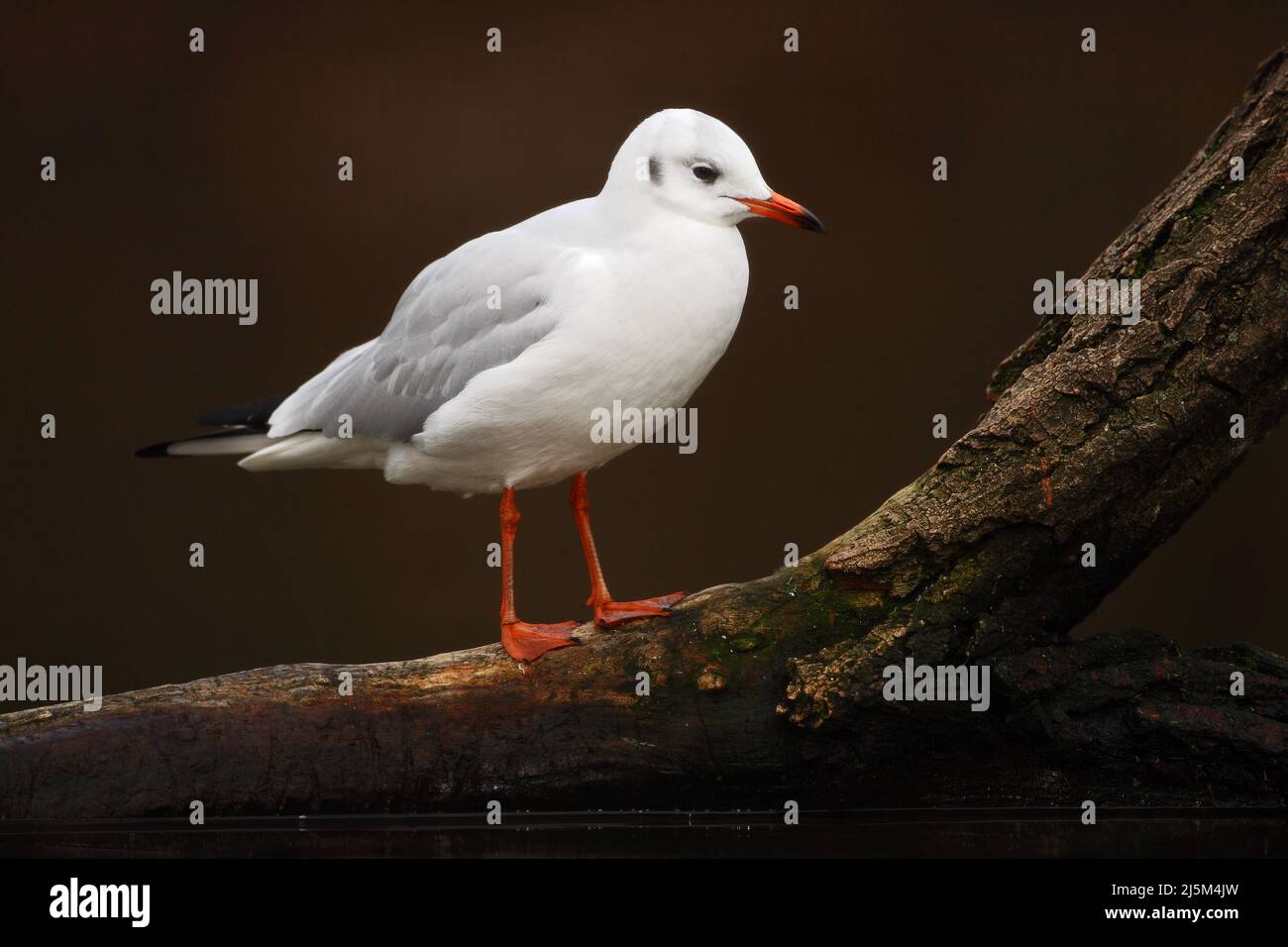 Oiseau blanc dans l'habitat de la rivière blanche. Gull assis sur la branche. Goéland à tête noire, Chericocephalus ridibundus, en eau sombre, France, oiseau rouge Banque D'Images