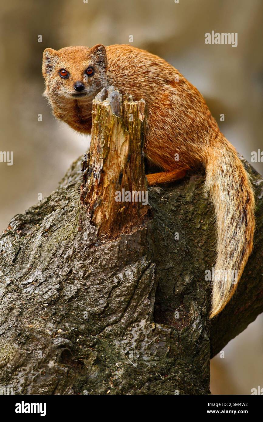 Mongoose jaune, Cynictis penicillata, assis sur le tronc de l'arbre. Mongoose jaune dans l'habitat naturel. Mongoose jaune avec longue queue. Anime africain Banque D'Images