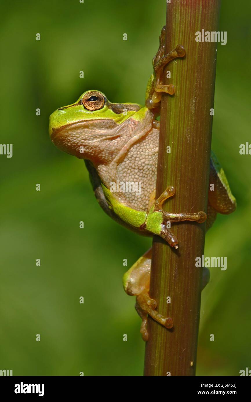 Jolie grenouille d'arbre européen d'amphibiens verts, Hyla arborea, assise sur l'herbe avec fond vert clair. Magnifique amphibien dans la nature eau herbe hab Banque D'Images