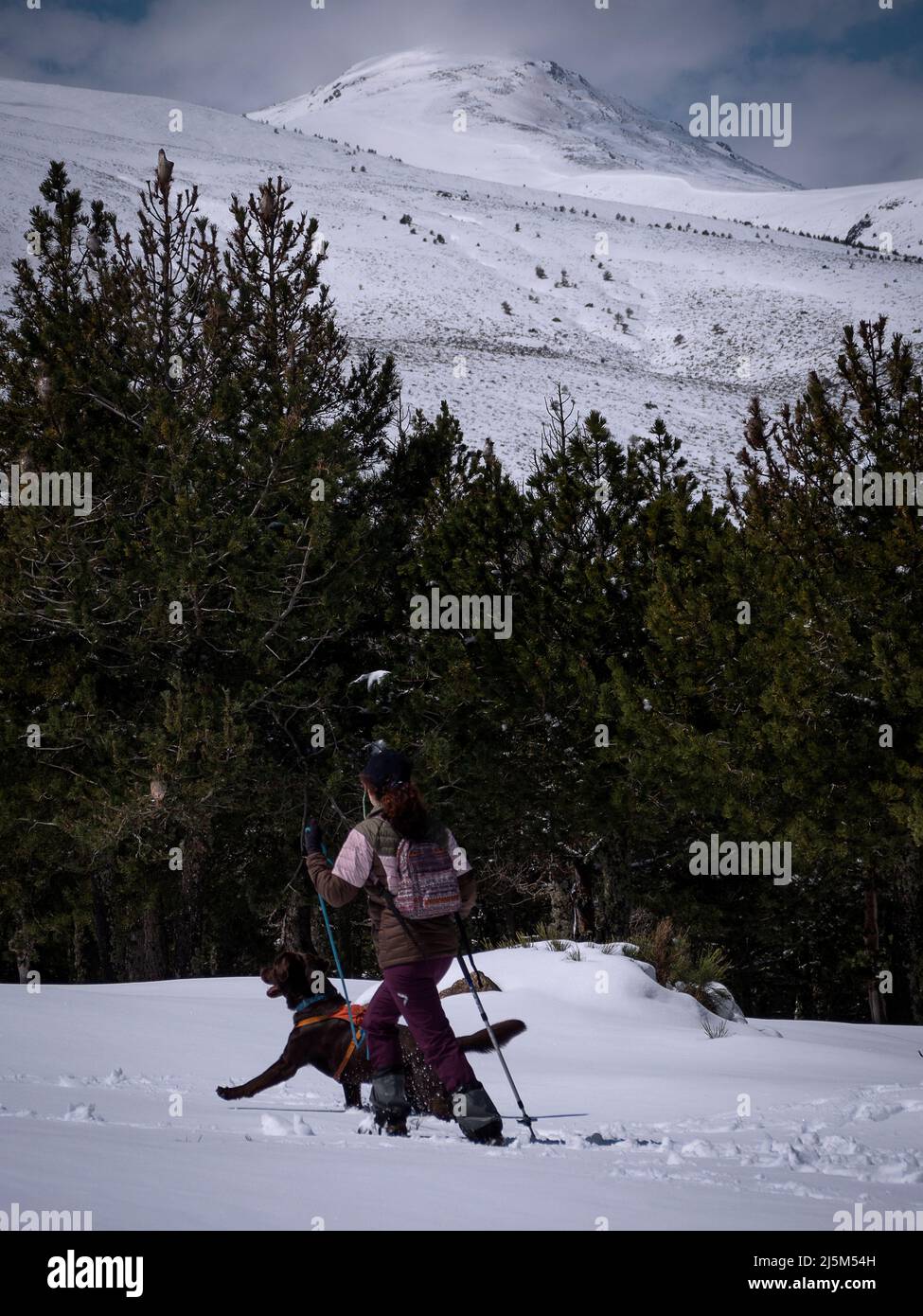 Femelle avec chapeau de beisball bleu sur la marche de son Labrador chocolat retriever dans les montagnes pleines de neige. Forêt de pins en arrière-plan. Banque D'Images