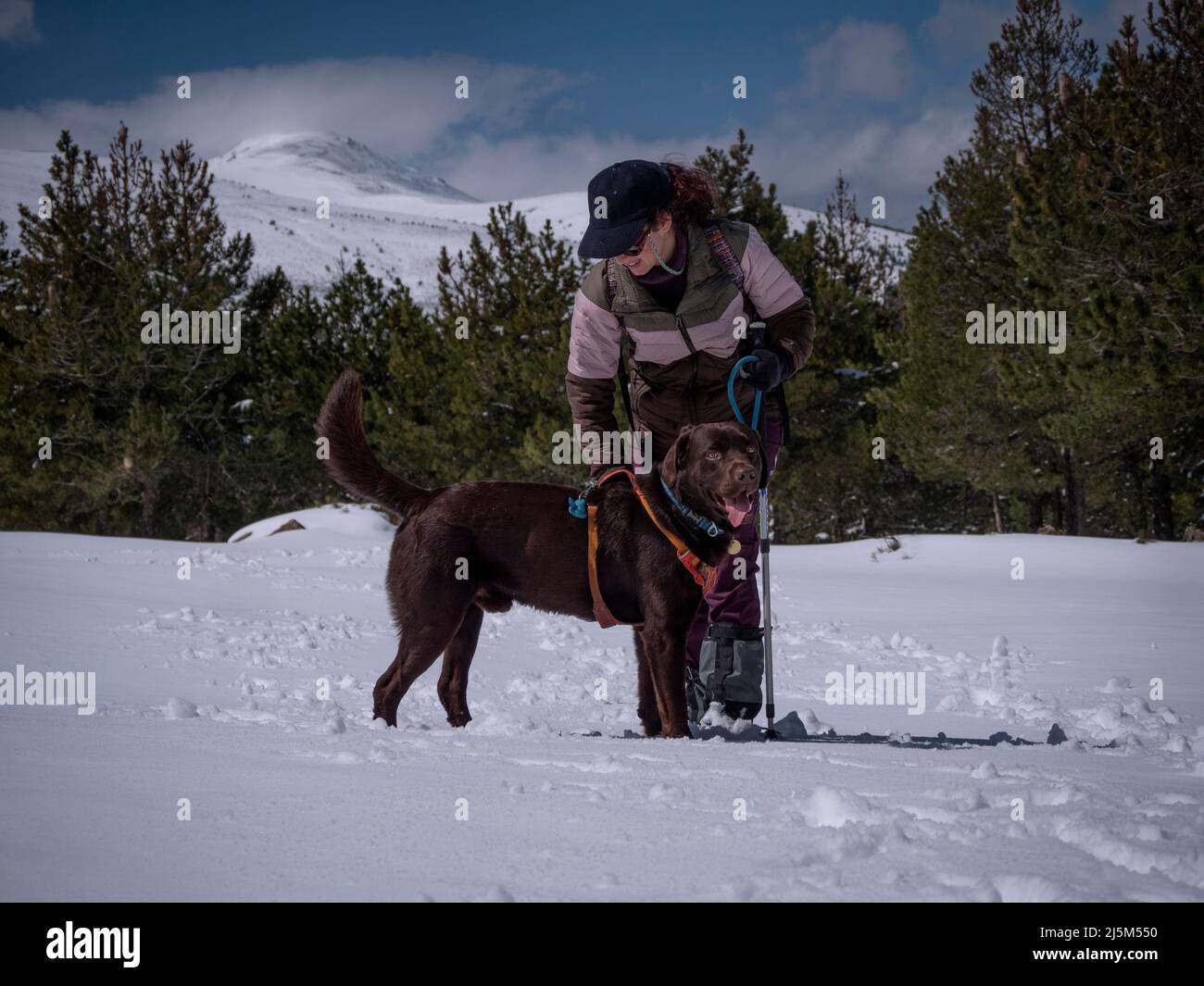 Femelle avec chapeau de beisball bleu sur la marche de son Labrador chocolat retriever dans les montagnes pleines de neige. Banque D'Images