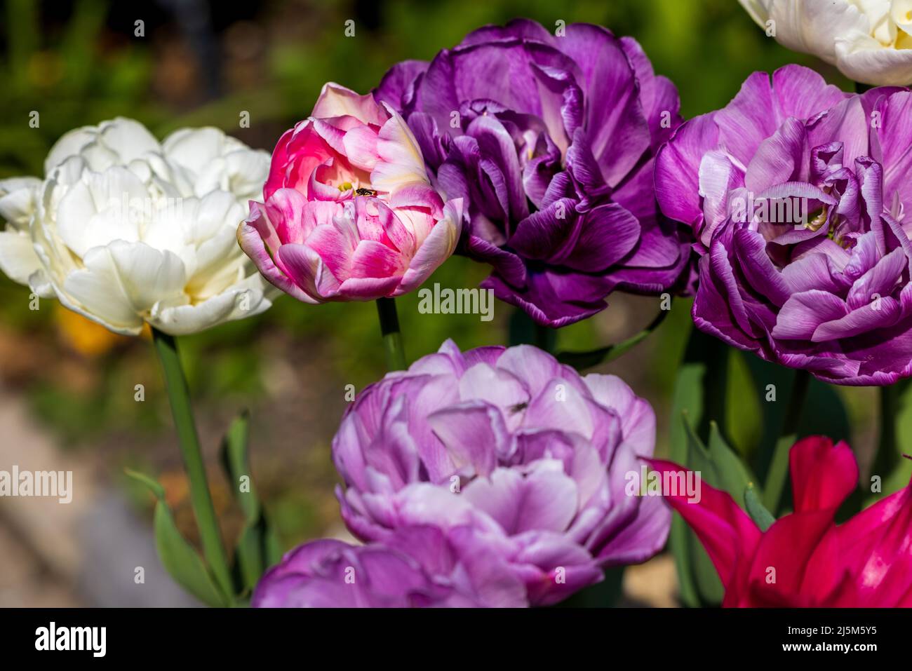 Magnifique exposition de tulipes Banque D'Images