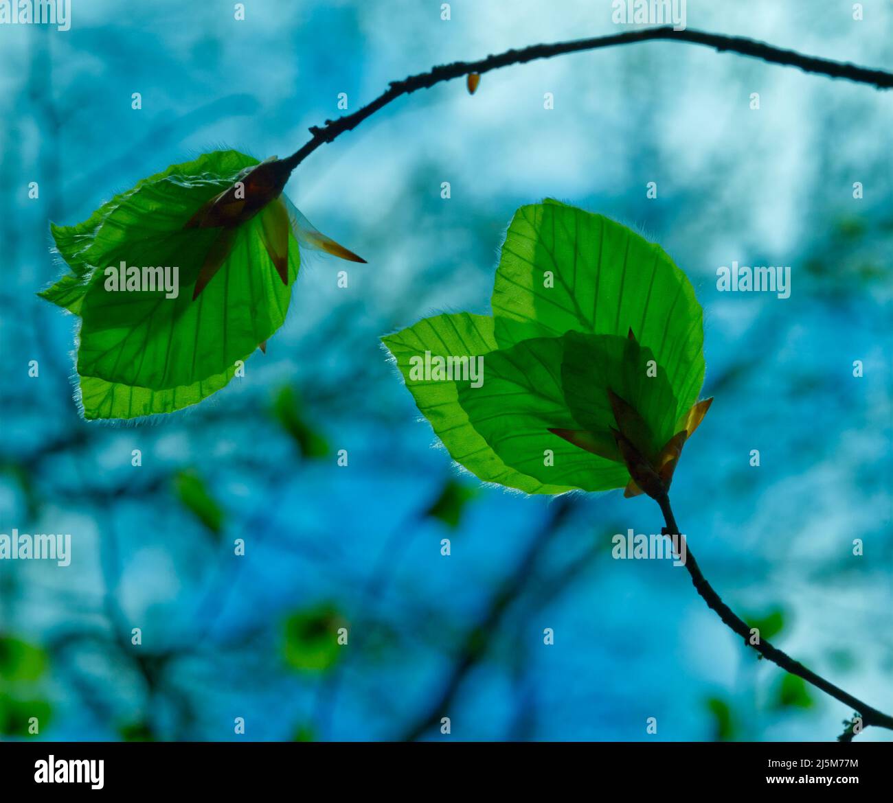 vue rapprochée des feuilles vertes fraîches et lumineuses du charme européen (Carpinus betulus) sur fond bleu clair et rétro-clair Banque D'Images