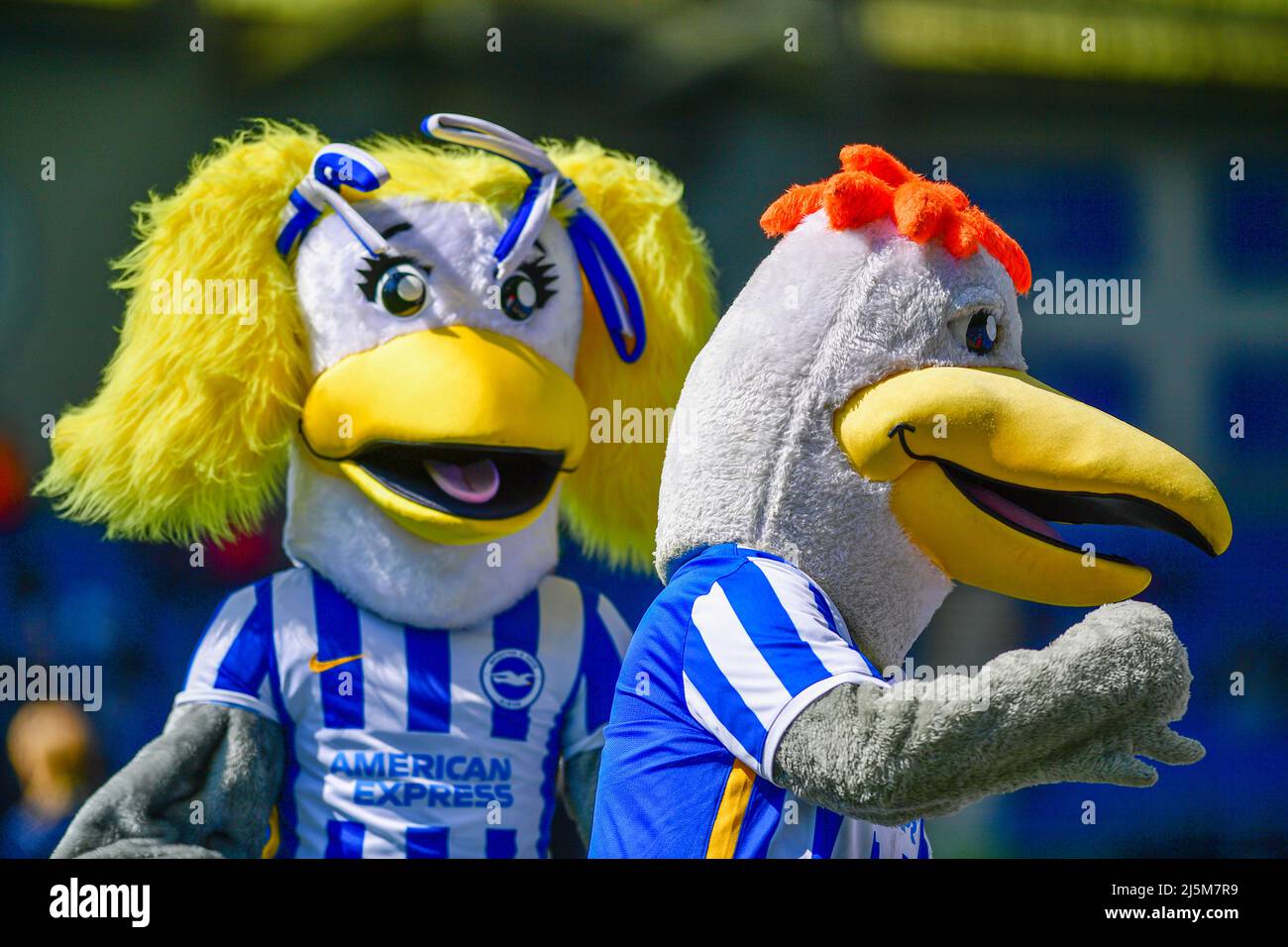 Brighton, Royaume-Uni. 24th avril 2022. Sally et Gully, mascotte de Brighton, avant le match de la Premier League entre Brighton & Hove Albion et Southampton à l'Amex le 24th 2022 avril à Brighton, en Angleterre. (Photo de Jeff Mood/phcimages.com) Credit: PHC Images/Alamy Live News Banque D'Images