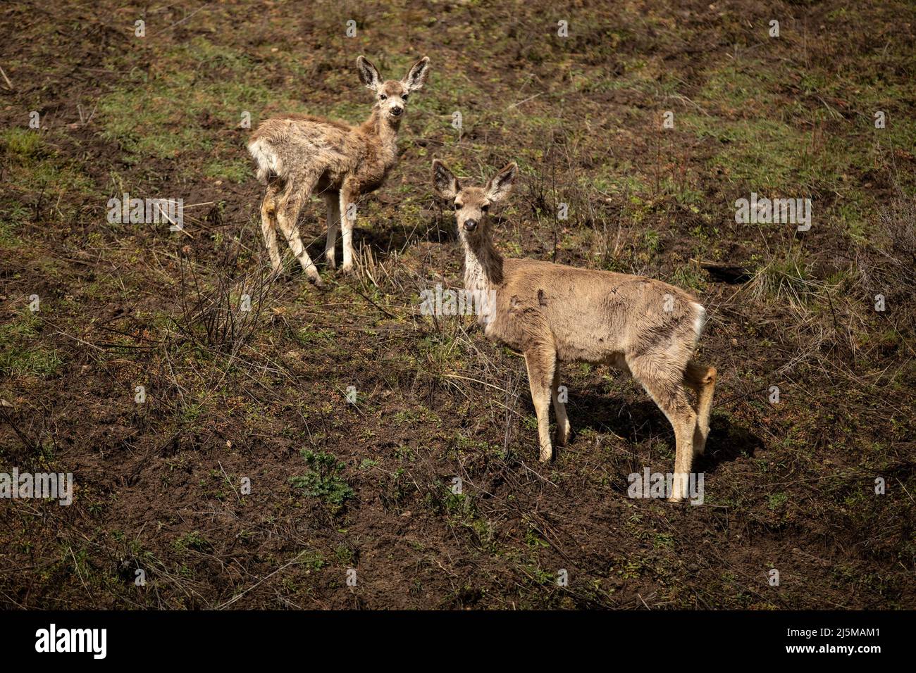 Deux cerfs Mule dans l'Idaho Banque D'Images