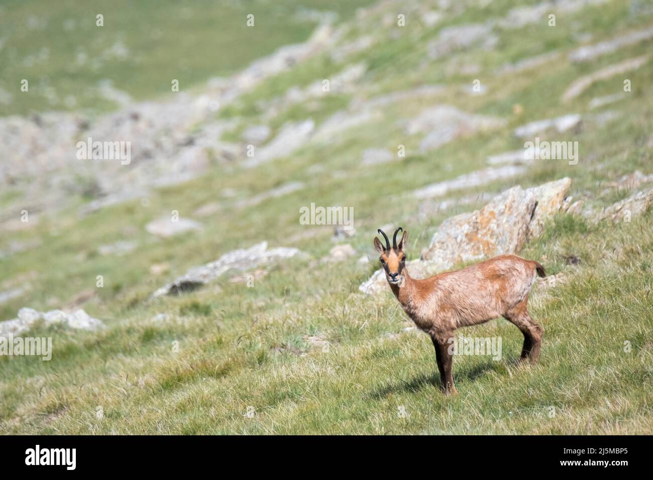 Chamois pyrénéen (Rupicapra pyrenaica) sur une pente herbeuse. Parc naturel de Capçaleres del Ter i del Freser. Catalogne. Espagne. Banque D'Images