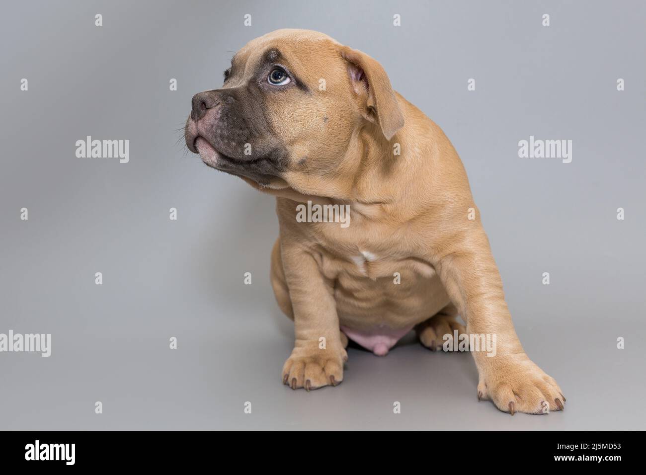 Petit chiot américain bouleur sur fond gris Banque D'Images