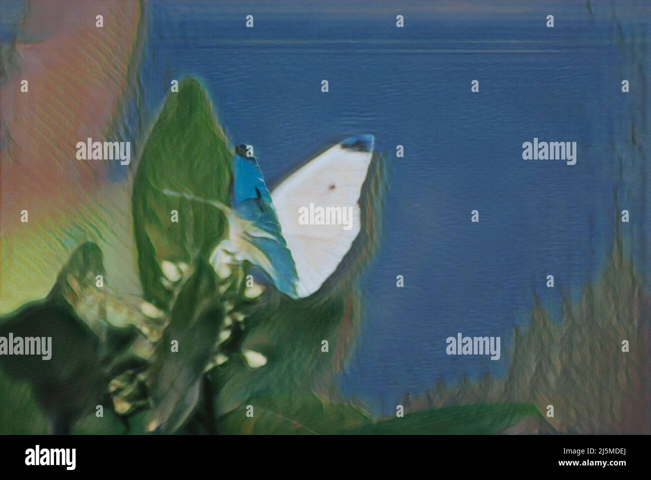 Illustration du papillon blanc de chou, avec une teinte bleue. Banque D'Images