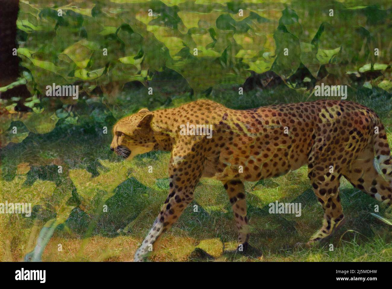 Photo éditée pour ressembler à un tableau abstrait d'un Cheetah. Banque D'Images