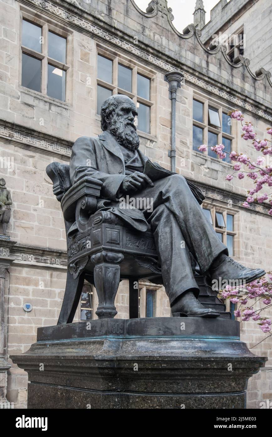 Statue en bronze d'un Charles Darwin assis devant la Bibliothèque, Csatle Gates , Shrewsbury commandé en 1897. Banque D'Images