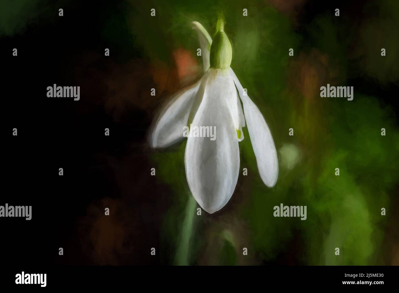 Peinture numérique abstraite à l'huile d'un Snowdrop herbacé vivace se réveillant dans un cadre boisé naturel. Banque D'Images