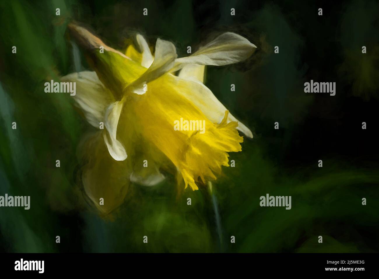 Peinture numérique haute résolution à l'huile abstraite d'un beau jonquille jaune dans un environnement boisé naturel. Banque D'Images
