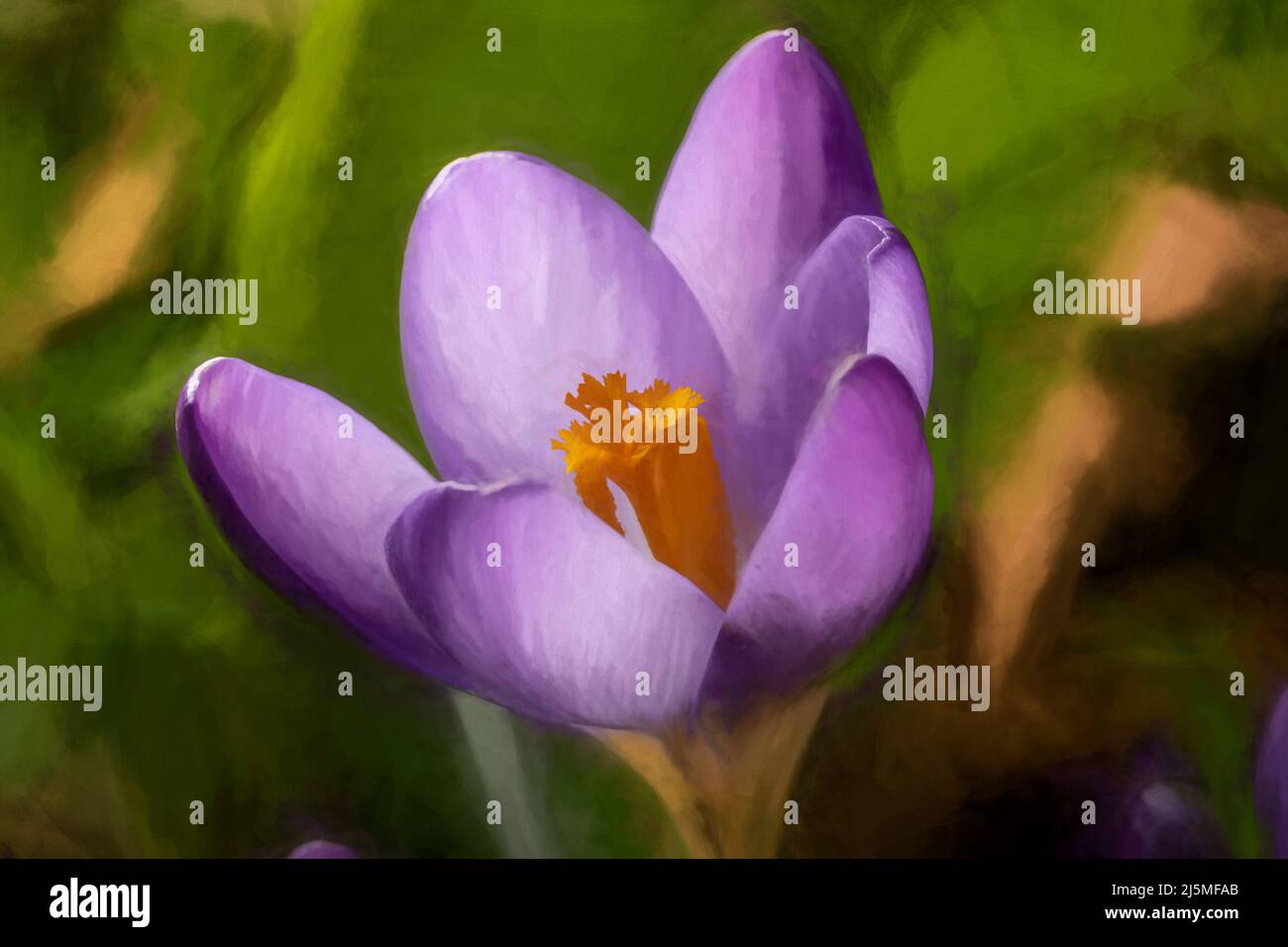 Poster des beaux-arts. Peinture numérique abstraite à l'huile d'une fleur de Crocus vivace de la famille Iris. Banque D'Images