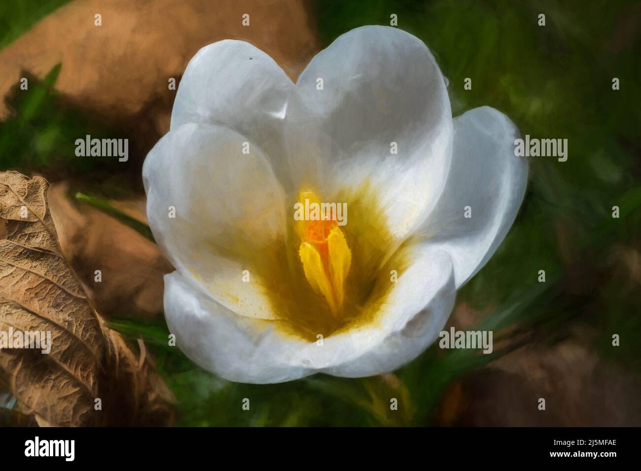 Beaux-arts, œuvres d'art. Peinture numérique abstraite à l'huile d'une fleur blanche de Crocus vivace de la famille Iris, s'éveille dans un cadre boisé naturel, avec Banque D'Images