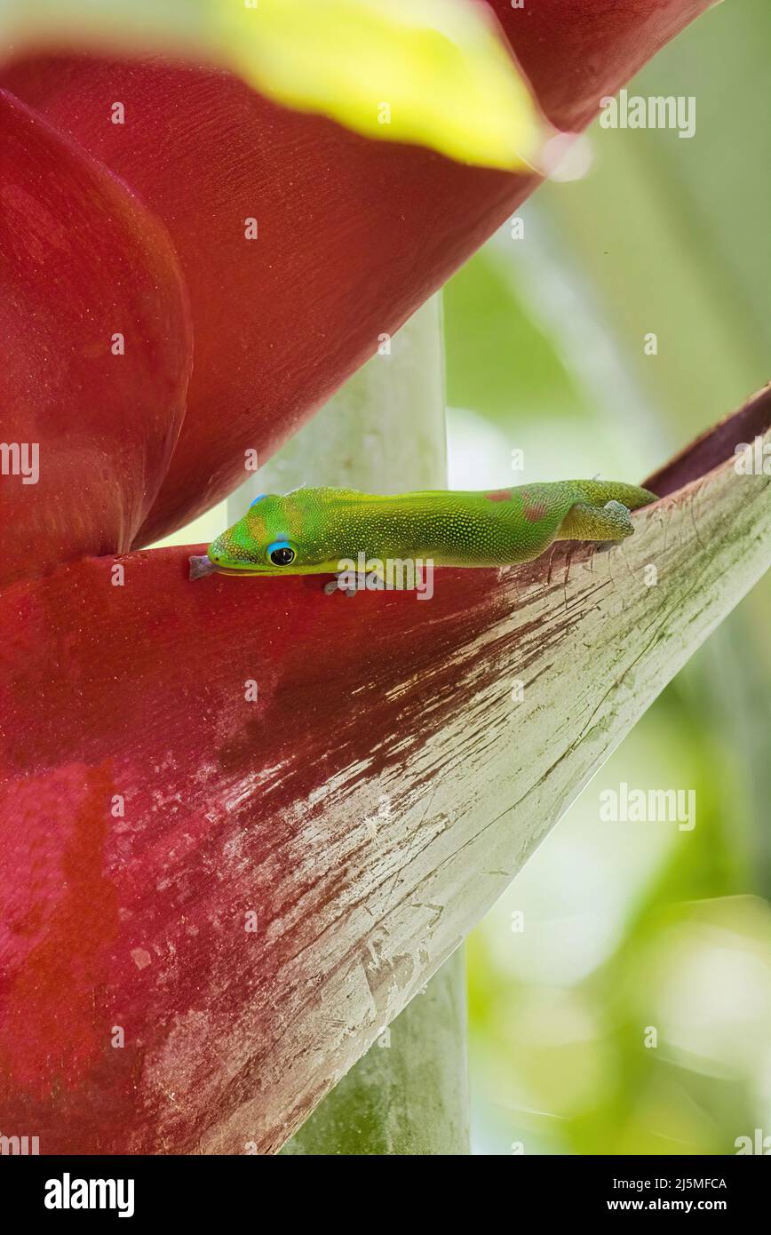 gecko de poussière d'or olorful se nourrissant d'une fleur d'héliconie rouge vif. Banque D'Images