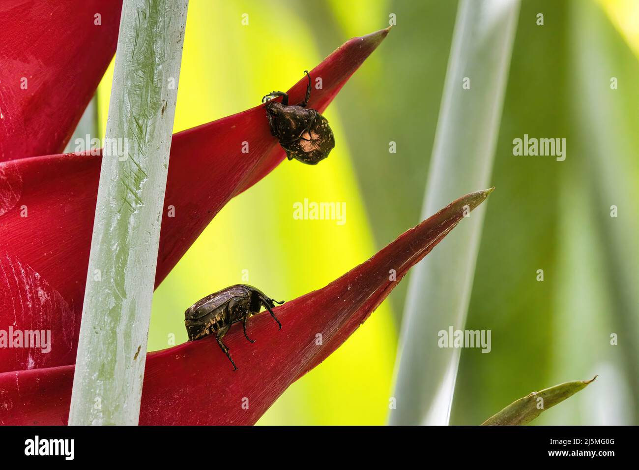 Deux grands coléoptères bruns accrochés ensemble sur une fleur tropicale d'Heliconia. Banque D'Images