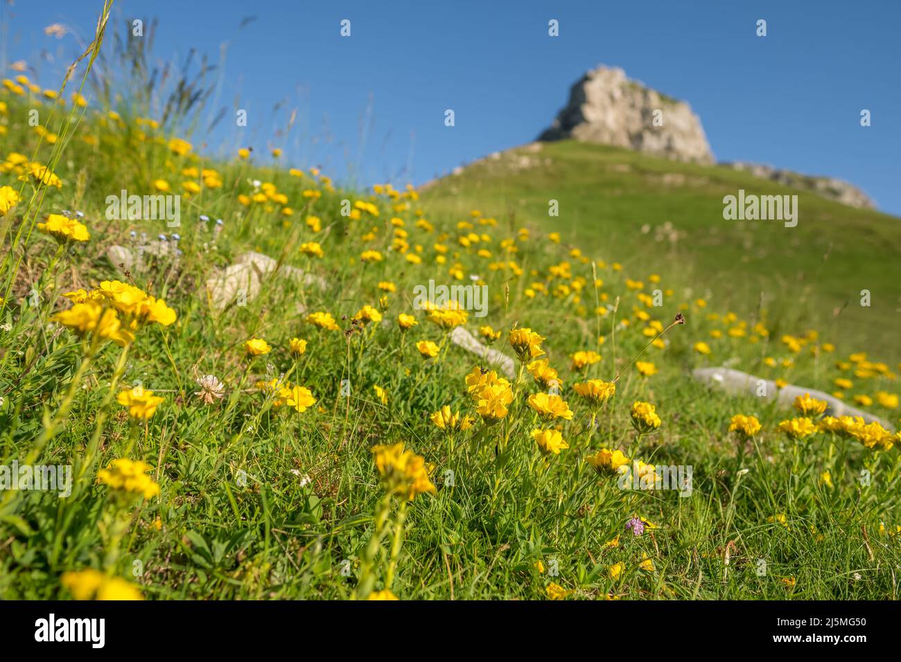 Prairie à fleurs jaunes fleurs jaunes alpines dans le parc national de Durmitor, Monténégro Banque D'Images