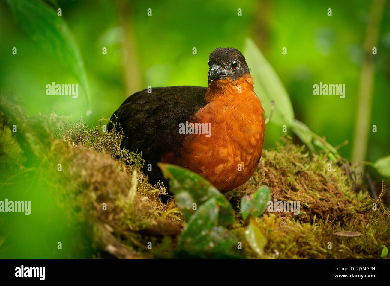 Caille de bois à dos foncé - Odontophorus melanonotus espèces d'oiseaux de la famille des Odontophoridae, la caille du Nouveau monde, que l'on trouve en Colombie et en Equateur Banque D'Images