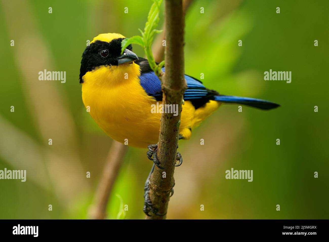 Tanager de montagne à épaulettes ou à ailes bleues - Anisognathus somptuosus oiseau jaune dans les Thraupidae, forêt de hautes terres et bois dans les Andes de Boli Banque D'Images