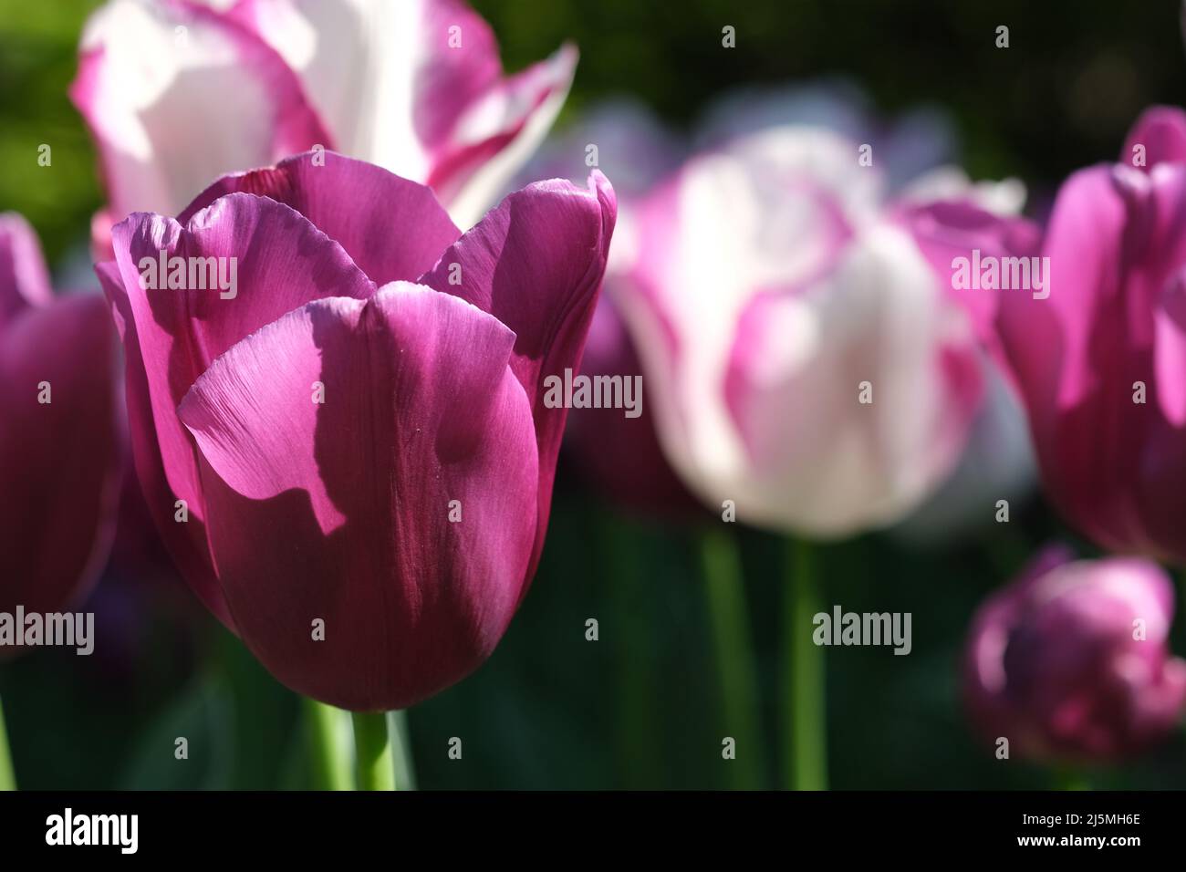 Gros plan sur la tulipe blanche et violette, mise au point sélective. Champ  de nombreuses tulipes blanches en fleurs, et pourpres montrant des tiges  vertes. Tulipes contre la lumière du soleil de