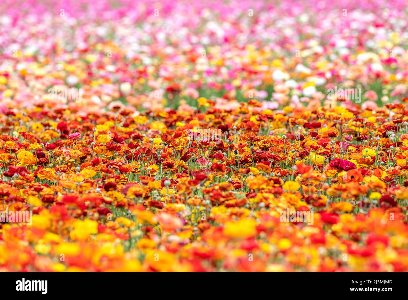 Foyer sélectif d'un champ de fleurs ranunculus colorées dans un grand champ de fleurs sauvages au printemps en Californie. Banque D'Images