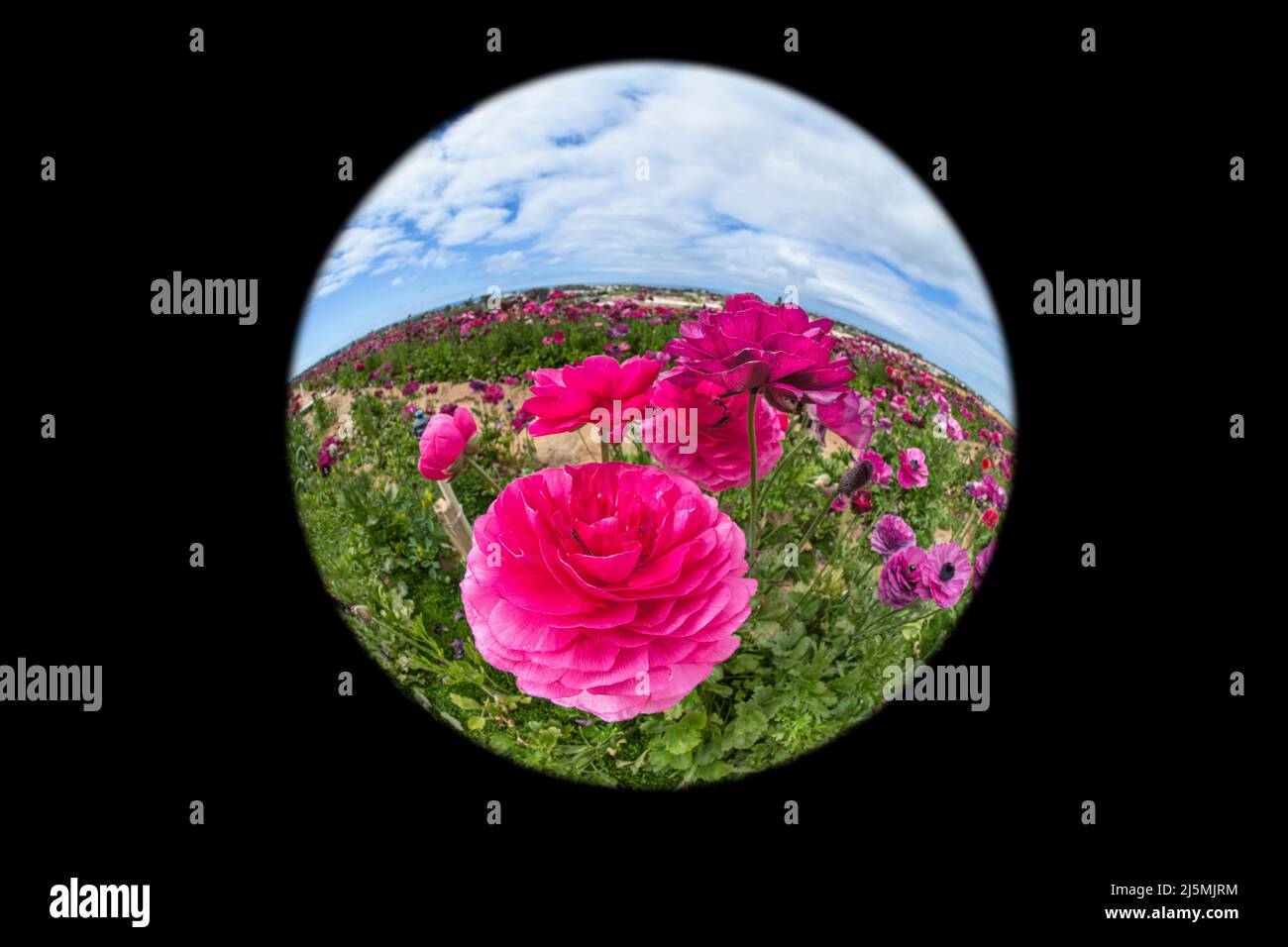 Le ranunculus rose fleurit dans un champ au printemps par une journée de forte luminosité Banque D'Images