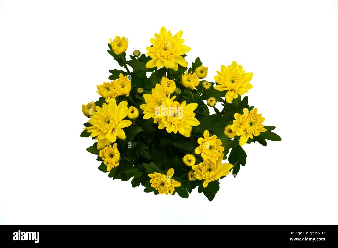 Vue de dessus de la plante à fleurs isolées de Chrysanthemum avec des fleurs jaunes sur fond blanc. Échantillon de l'offre de marché des plantes de maison. Banque D'Images