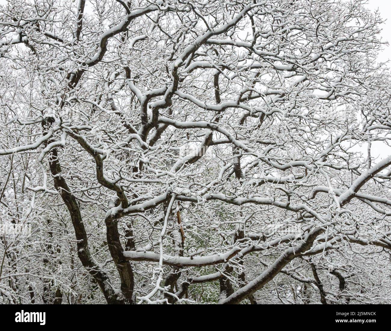 Image d'hiver pittoresque des branches d'arbres couvertes de neige fraîche Banque D'Images