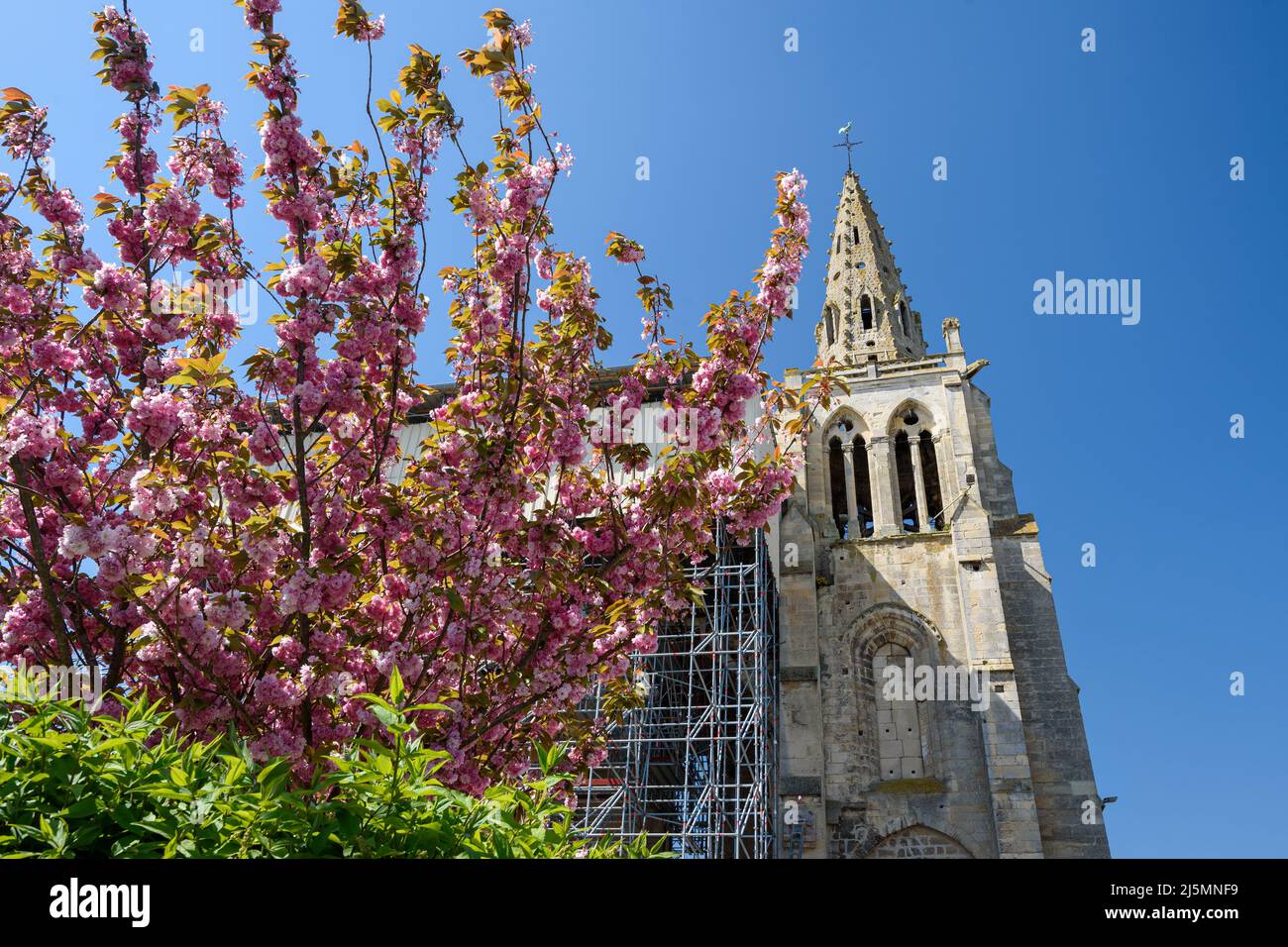 La collégiale de Saint Thomas de Canterbury au printemps, entourée de cerisiers en fleurs. Banque D'Images