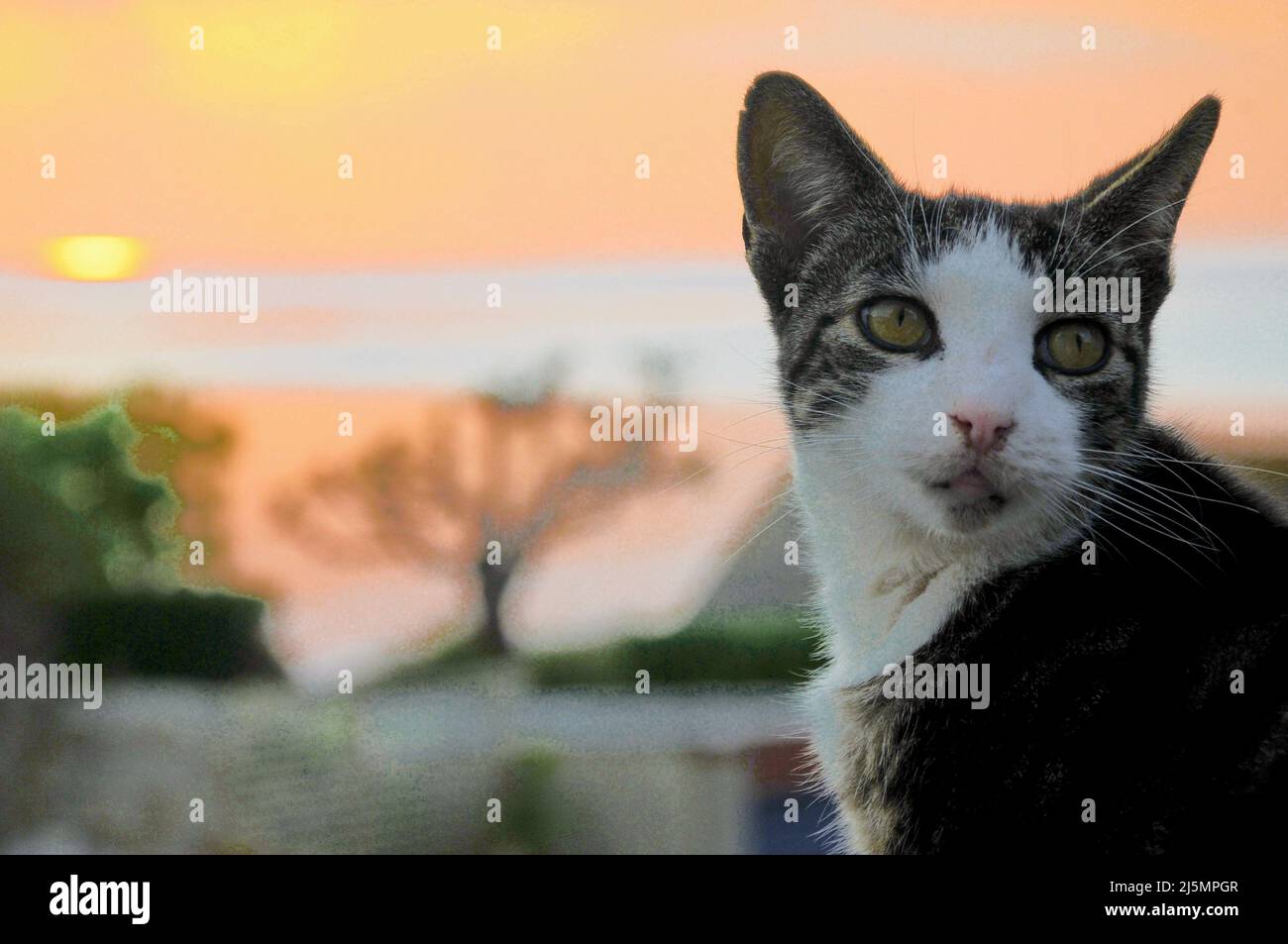 Île de Portland. 24th avril 2022. Météo Royaume-Uni. Un chat est assis devant un coucher de soleil pastel au-dessus de la baie de Lyme, île de Portalnd. Crédit : stuart fretwell/Alay Live News Banque D'Images