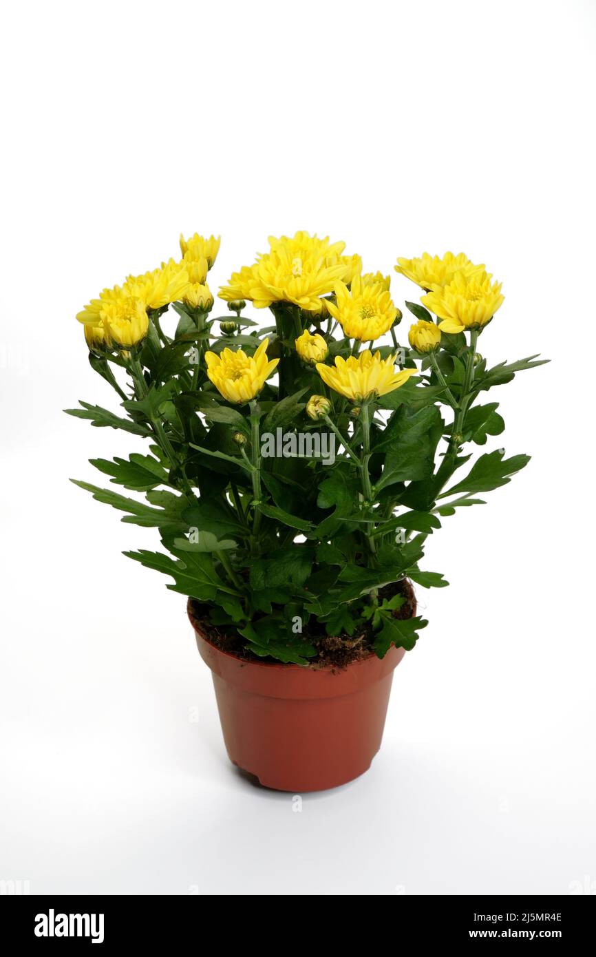 Échantillon de plantes en fleurs de Chrysanthemum à fleurs jaunes, isolé sur fond blanc. Le marché des plantes de maison offre un modèle. Banque D'Images