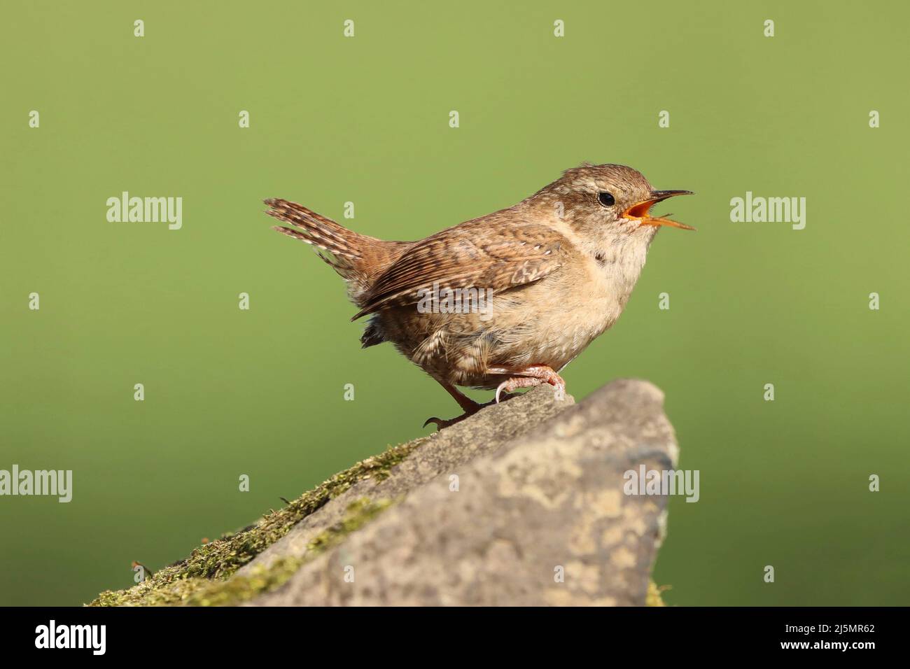 Chantant Wren au lac Hollingworth Banque D'Images