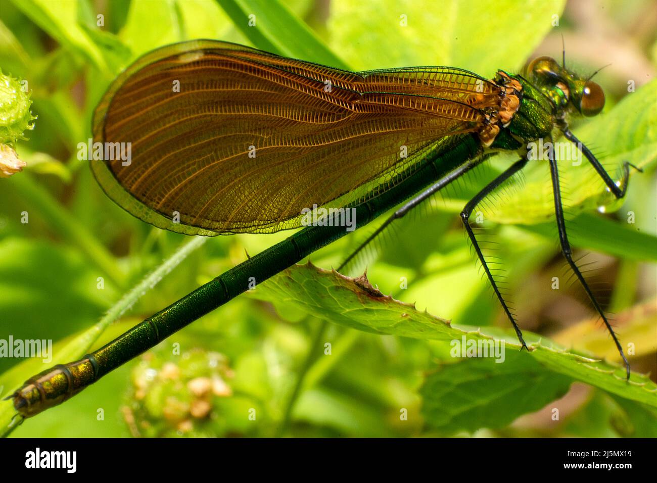 Dragonlfy insecte vivant macro photographie, ailes de conception de structure naturelle inspiration amd eneneneneneneneneneneering inspiration sur la nature. Banque D'Images