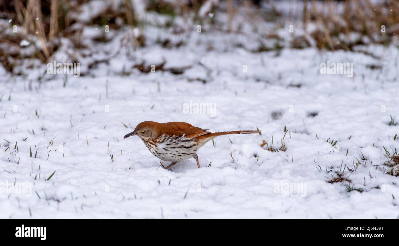 Thrasher brun, Toxostoma rufum à la recherche d'insectes et de graines pendant la neige de fin de printemps dans le Wisconsin, États-Unis. Banque D'Images