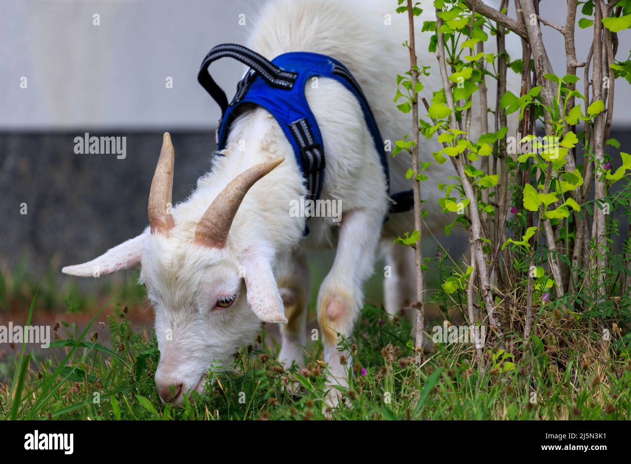 Chèvre travaillant dans le harnais paître sur l'herbe Banque D'Images