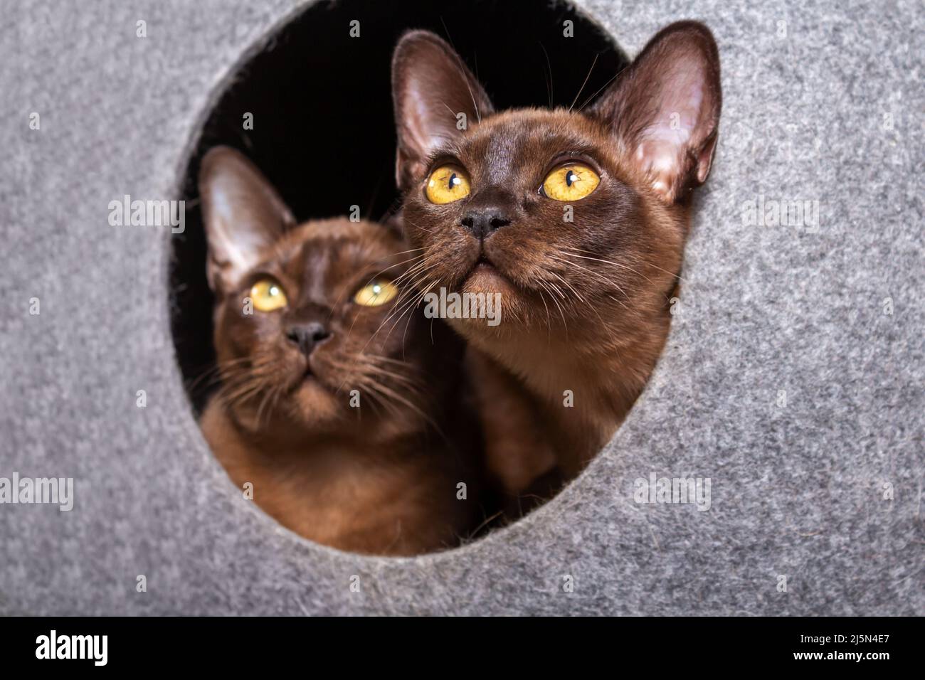 Portrait de deux chats birmans dans la maison. Banque D'Images