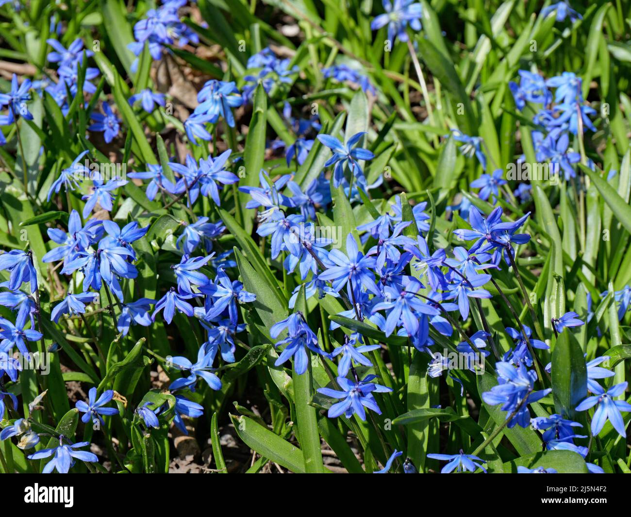 Snow Glory, une vivace qui produit un tapis de minuscules fleurs bleues au début du printemps Banque D'Images
