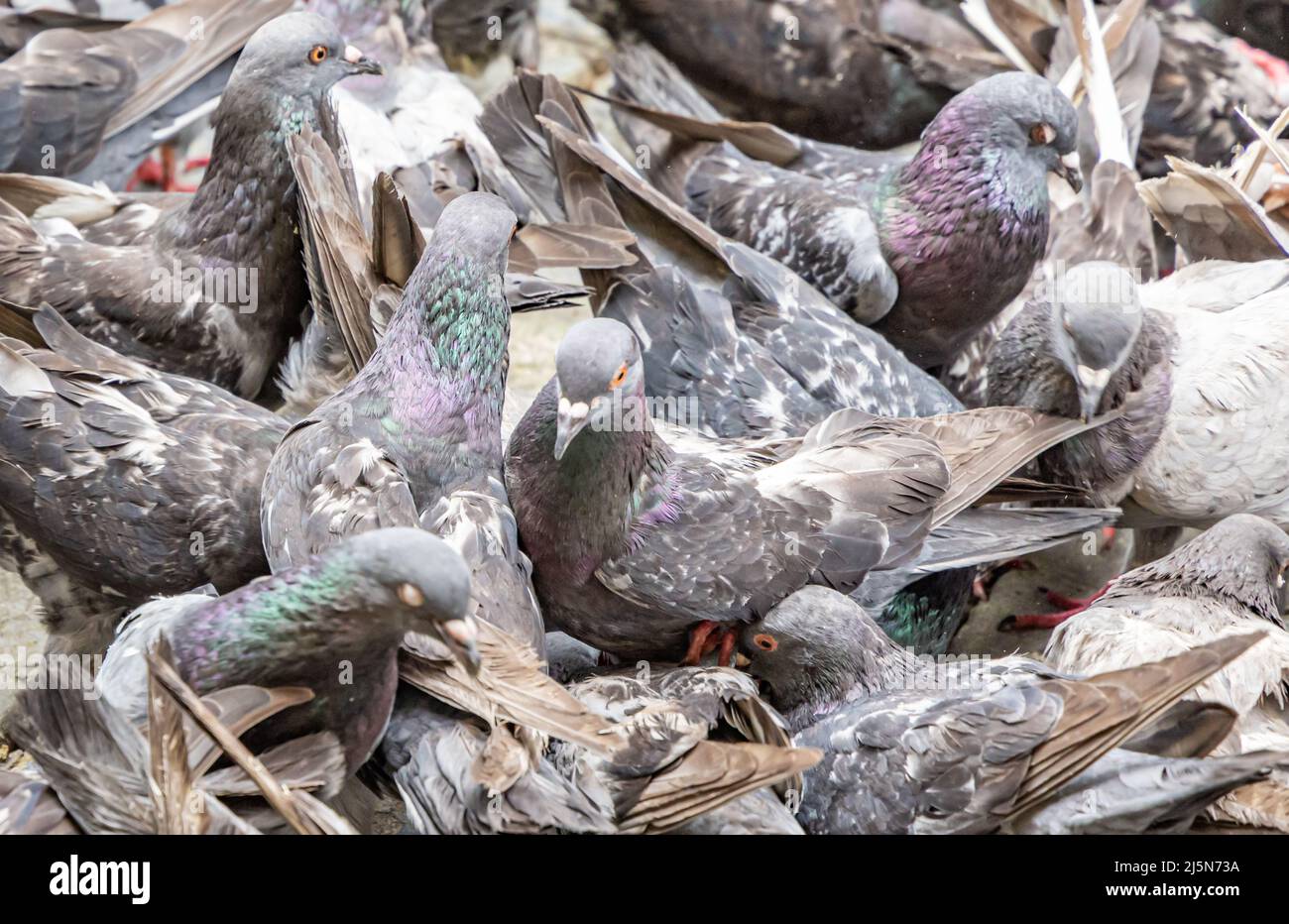 Grand groupe de pigeons Banque D'Images