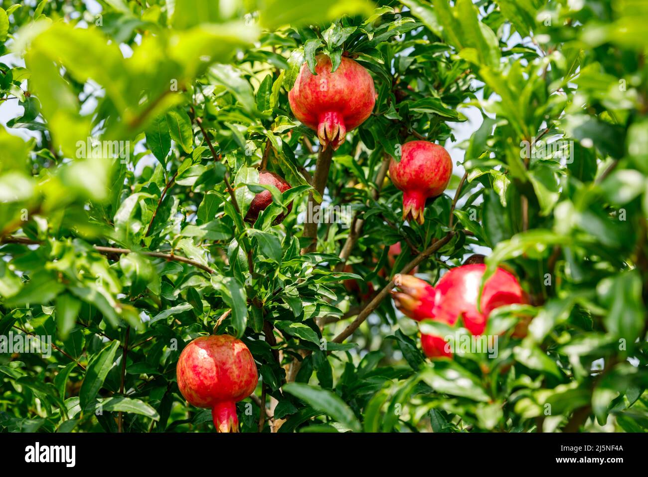 Les grenades rouges poussent sur l'arbre de grenade. Fruits frais dans le verger. Banque D'Images