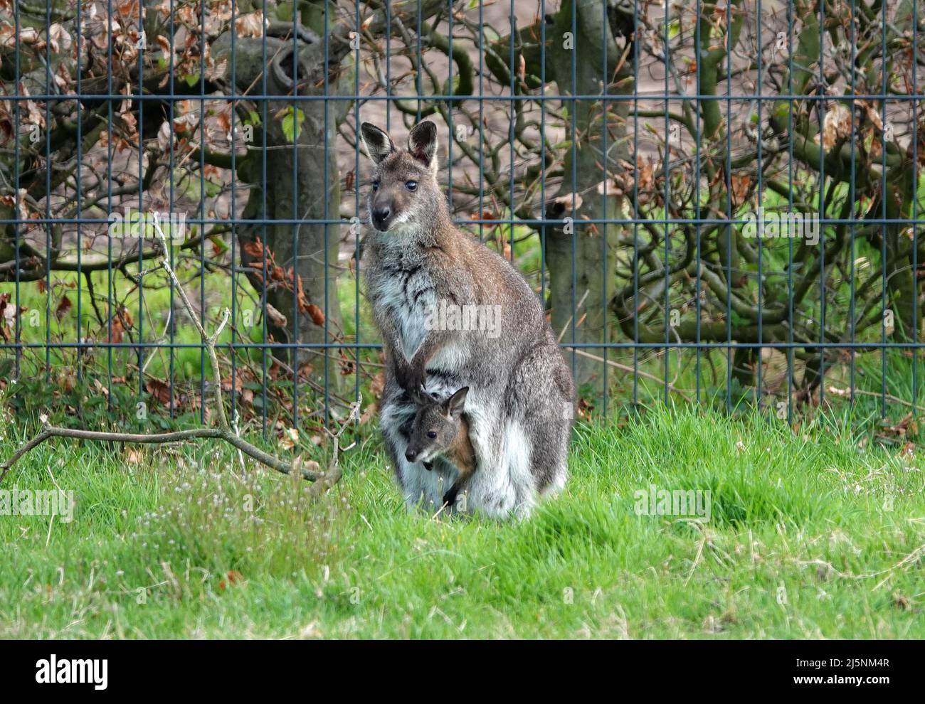 Un wallaby vivant dans un jardin en Allemagne. Un wallaby est un macropode de petite ou moyenne taille originaire d'Australie et de Nouvelle-Guinée. C'est une femme avec jeune Banque D'Images