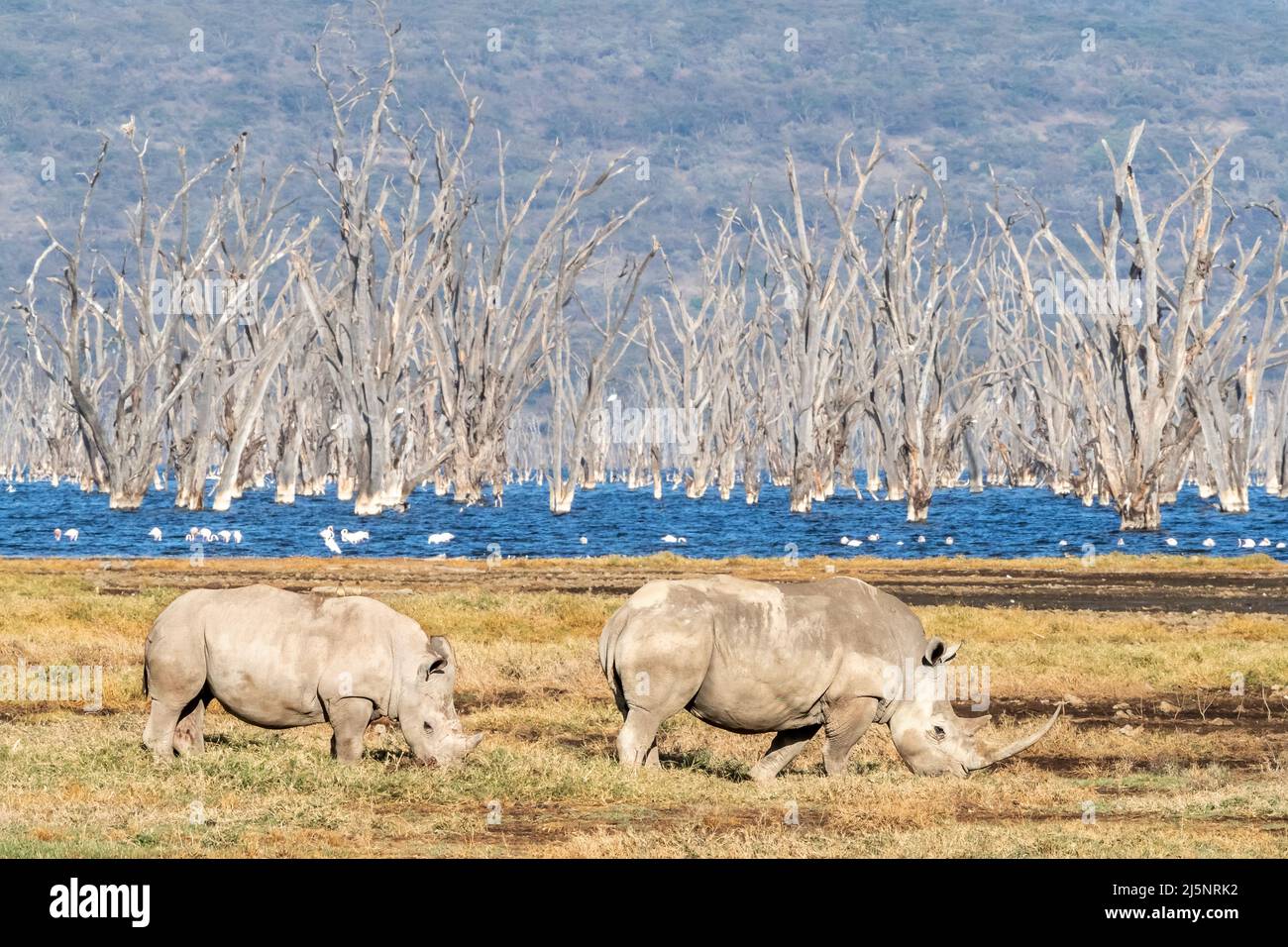 Rhinocéros à lèvres carrées, ceratotherium simum, mère et bébé, sur les rives du lac Nakuru, Kenya. Des arbres de fièvre morts et des flamants peuvent être vus dans le Banque D'Images