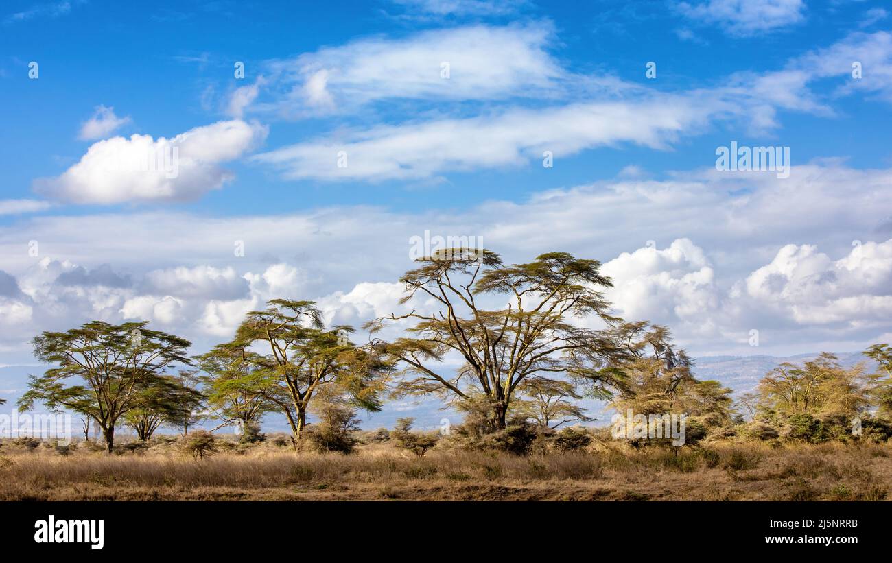 Les magnifiques arbres de fièvre jaune, Acacia xanthophloea, du parc national du lac Nakuru, Kenya, Afrique de l'est. Banque D'Images