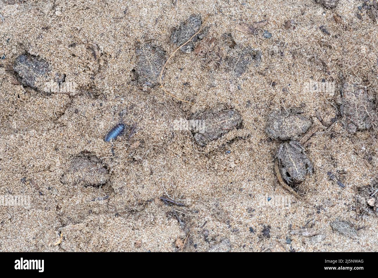 Le crapaud de Natterjack (Épidalea calamia), plusieurs jeunes crapauds de natterjack se cachant sous un rondin enfoui dans le sable, Hampshire, Angleterre, Royaume-Uni Banque D'Images